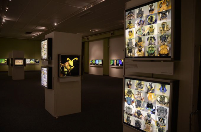 Wasp_exhibition__DSC3413